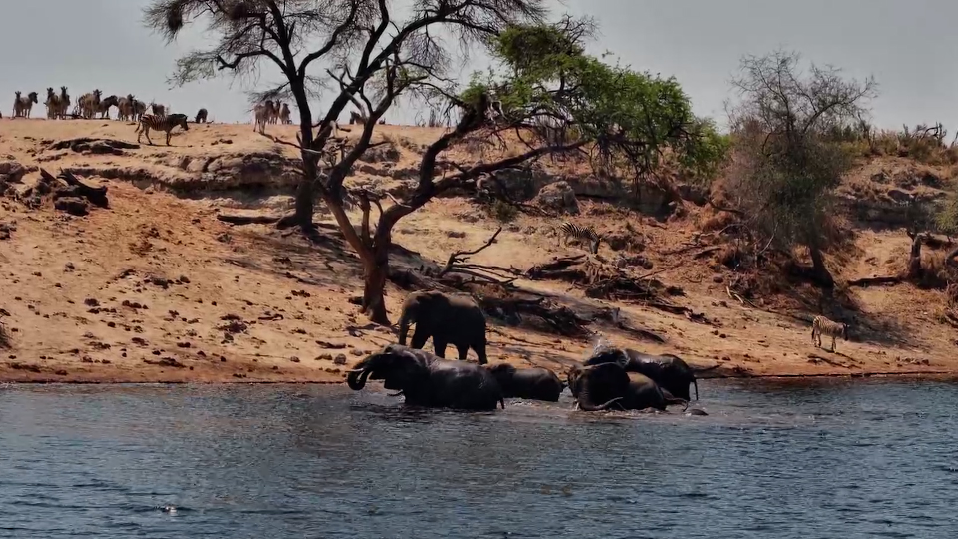 Zebras Queue Patiently While Elephants Enjoy a Dip