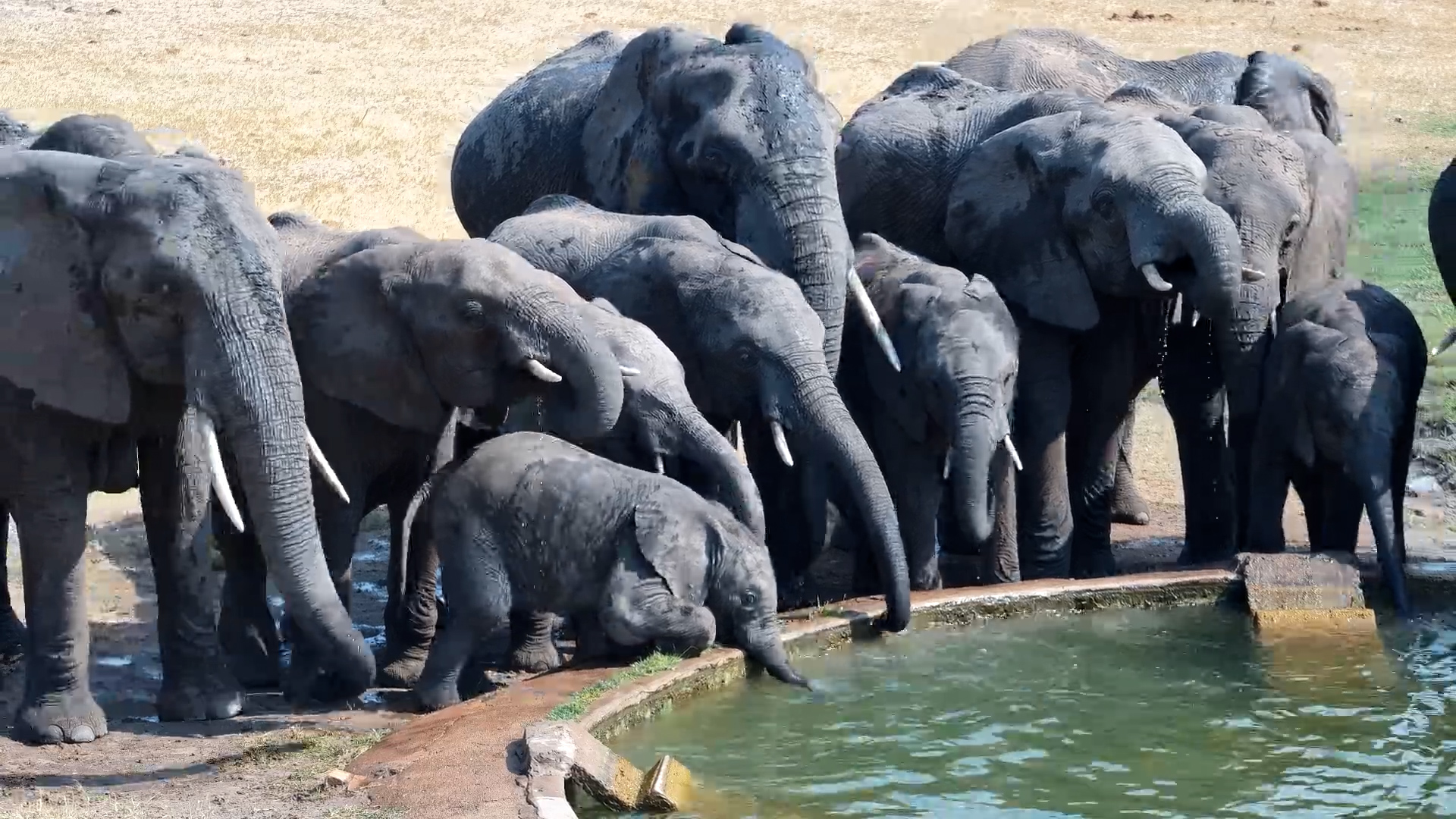 When the Whole Elephant Family Comes for a Drink