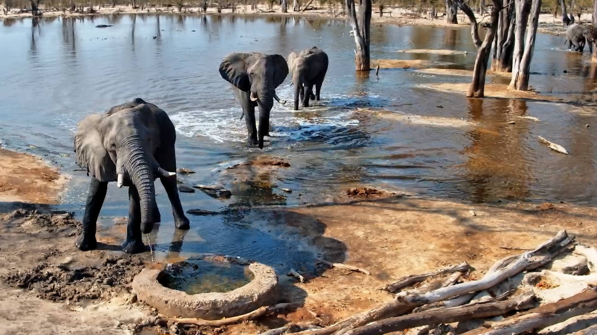A Thirsty Gathering at Elephant Pan