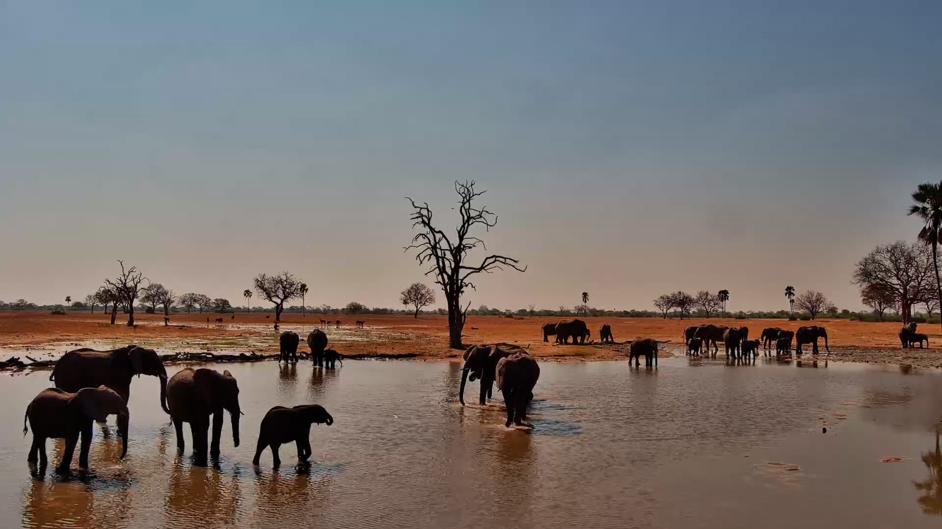 Nothing but Elephants and a Quiet African Waterhole