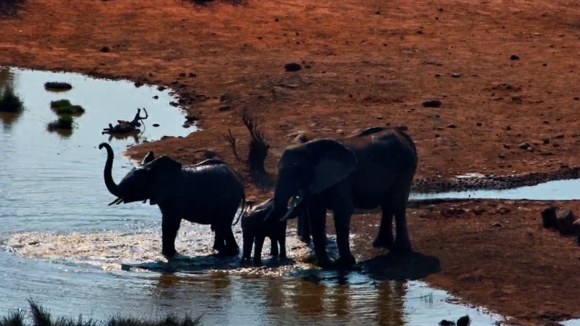 Elephants Splash Around… While a Crocodile Swims Nearby