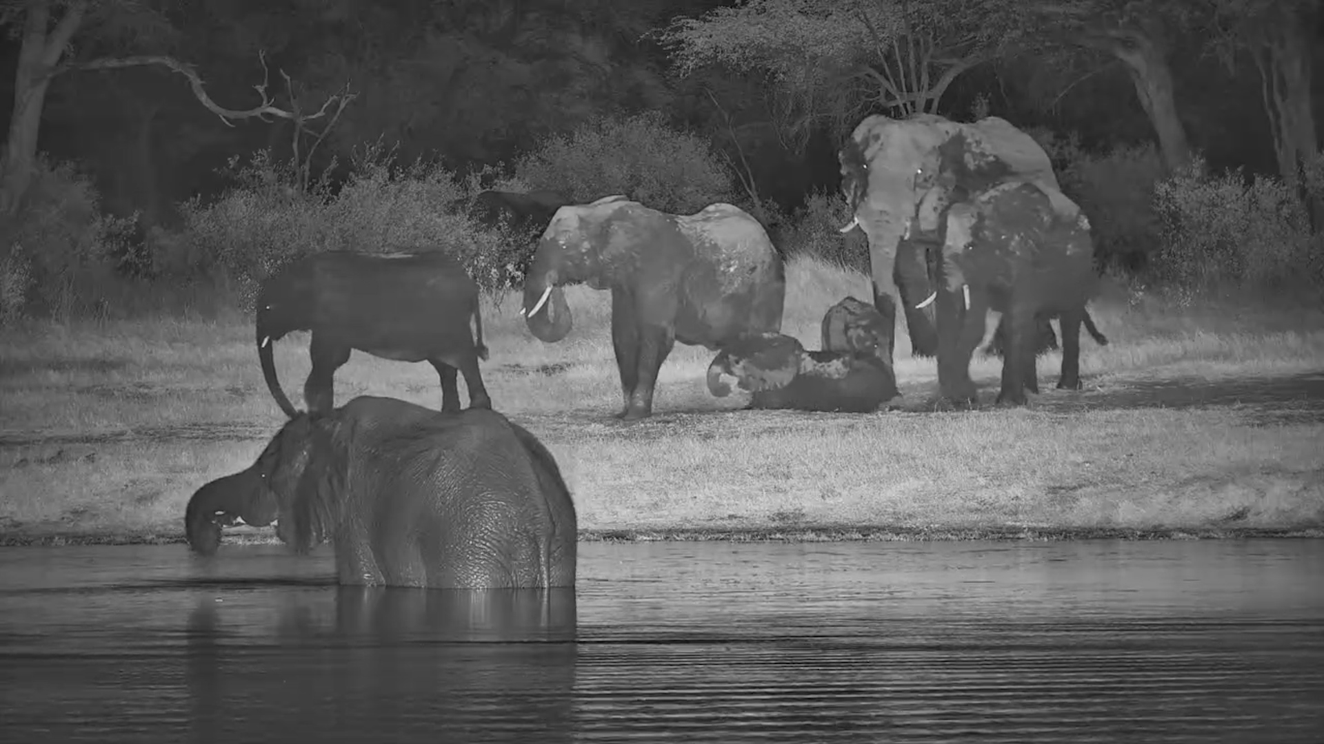 The Waterhole Comes Alive With Elephants After Dark