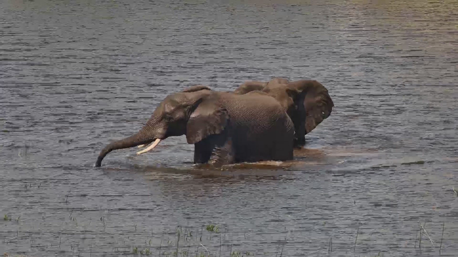 Two Elephants. One Waterhole. Let the Wrestling Begin