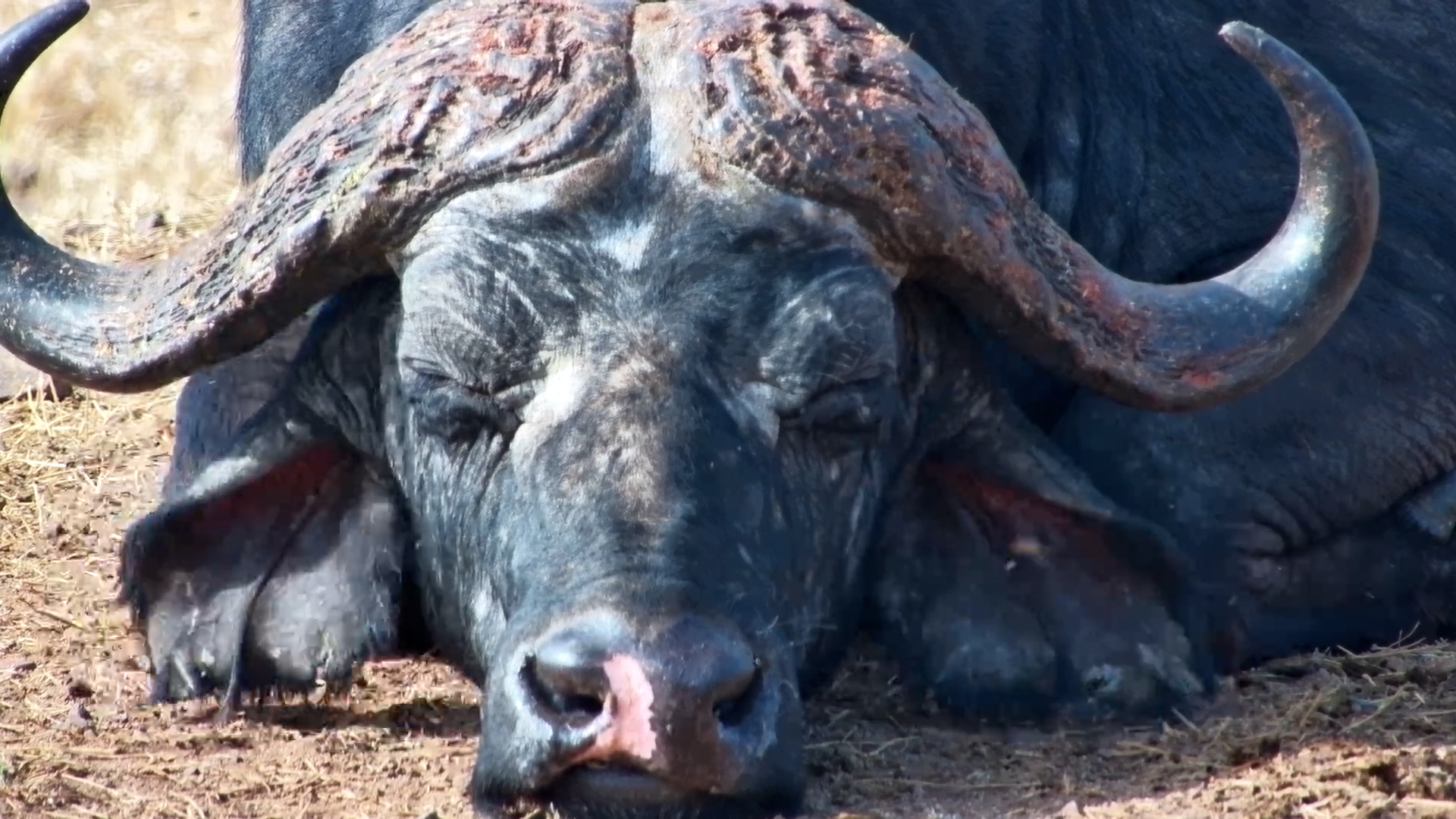 Buffalo vs Flies: Just Let Him SLEEP