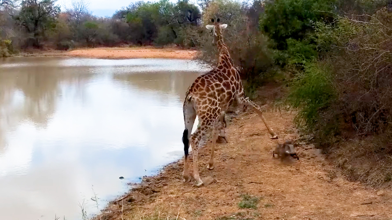 Warthog Picks the WORST Possible Place to Walk
