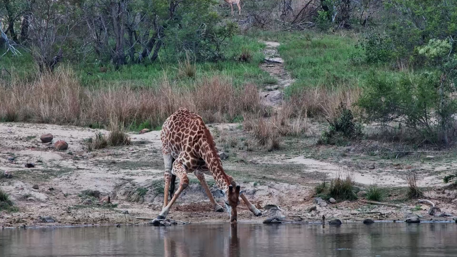 Something in the Water? Giraffe Suddenly Jumps Back