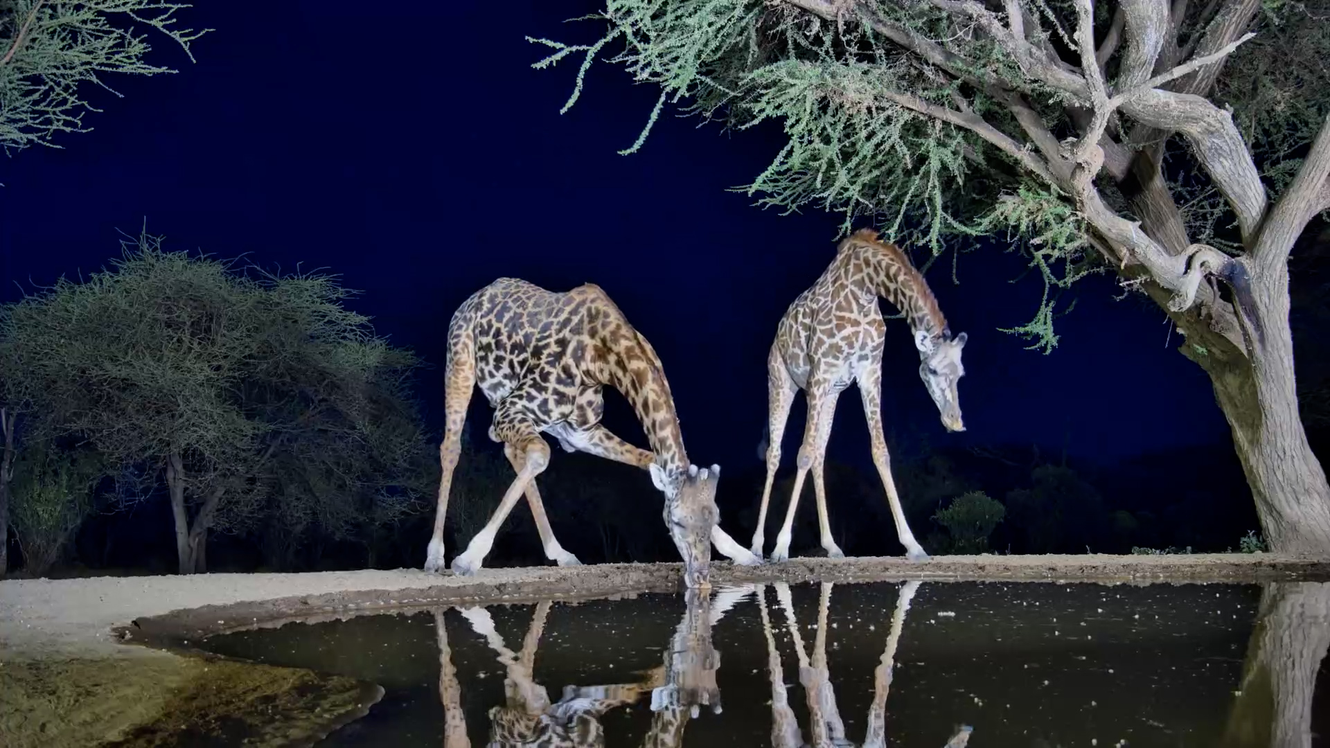 Two Tall Visitors Stop By Lentorre After Dark