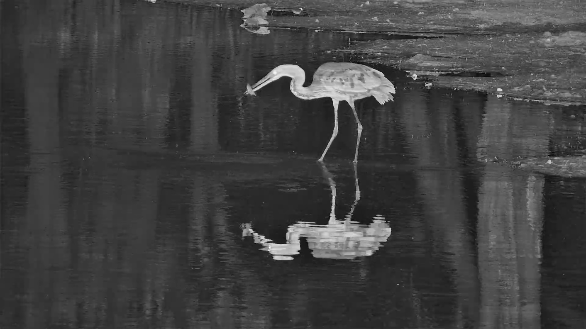 This Goliath Heron Just Nailed the Catch