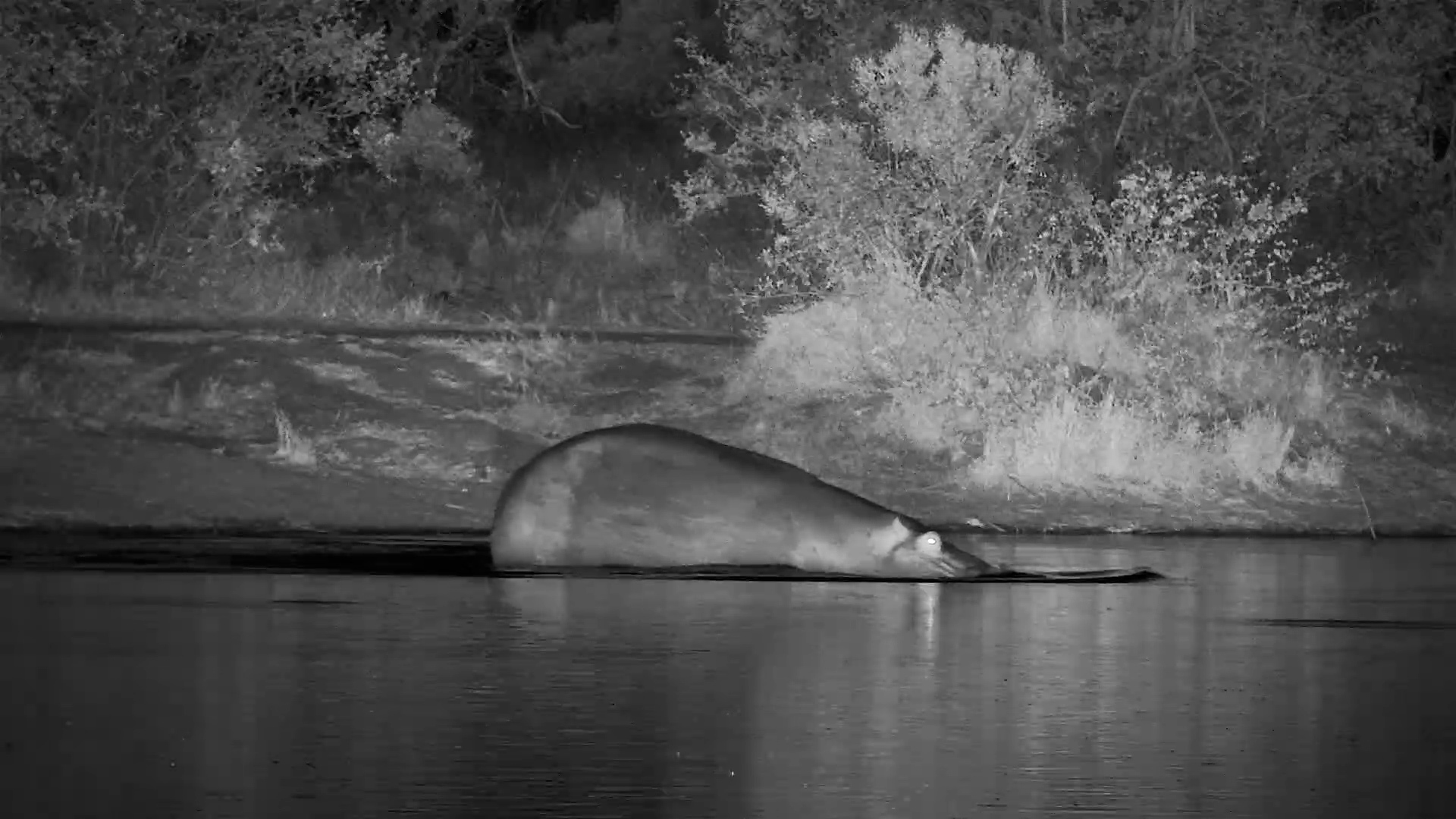 Hippo Gets Out of the Water… Then Changes Its Mind
