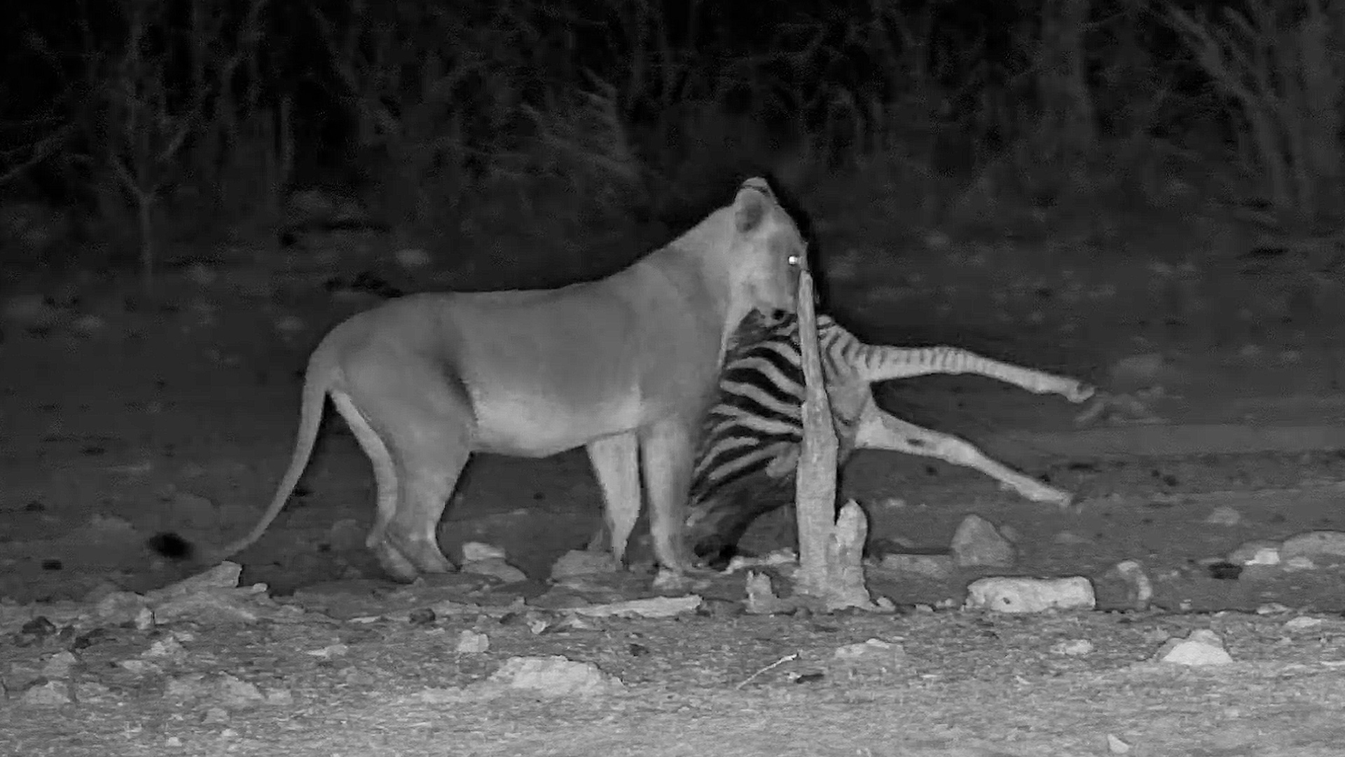 ackals Find an Injured Zebra Foal… Then More Predators Arrive