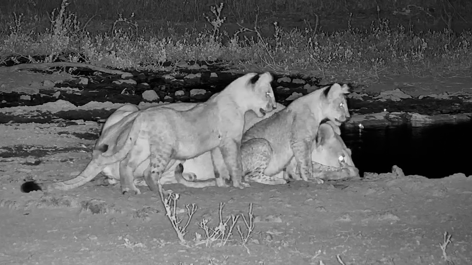Lion Mum Brings Her Cubs for a Midnight Drink