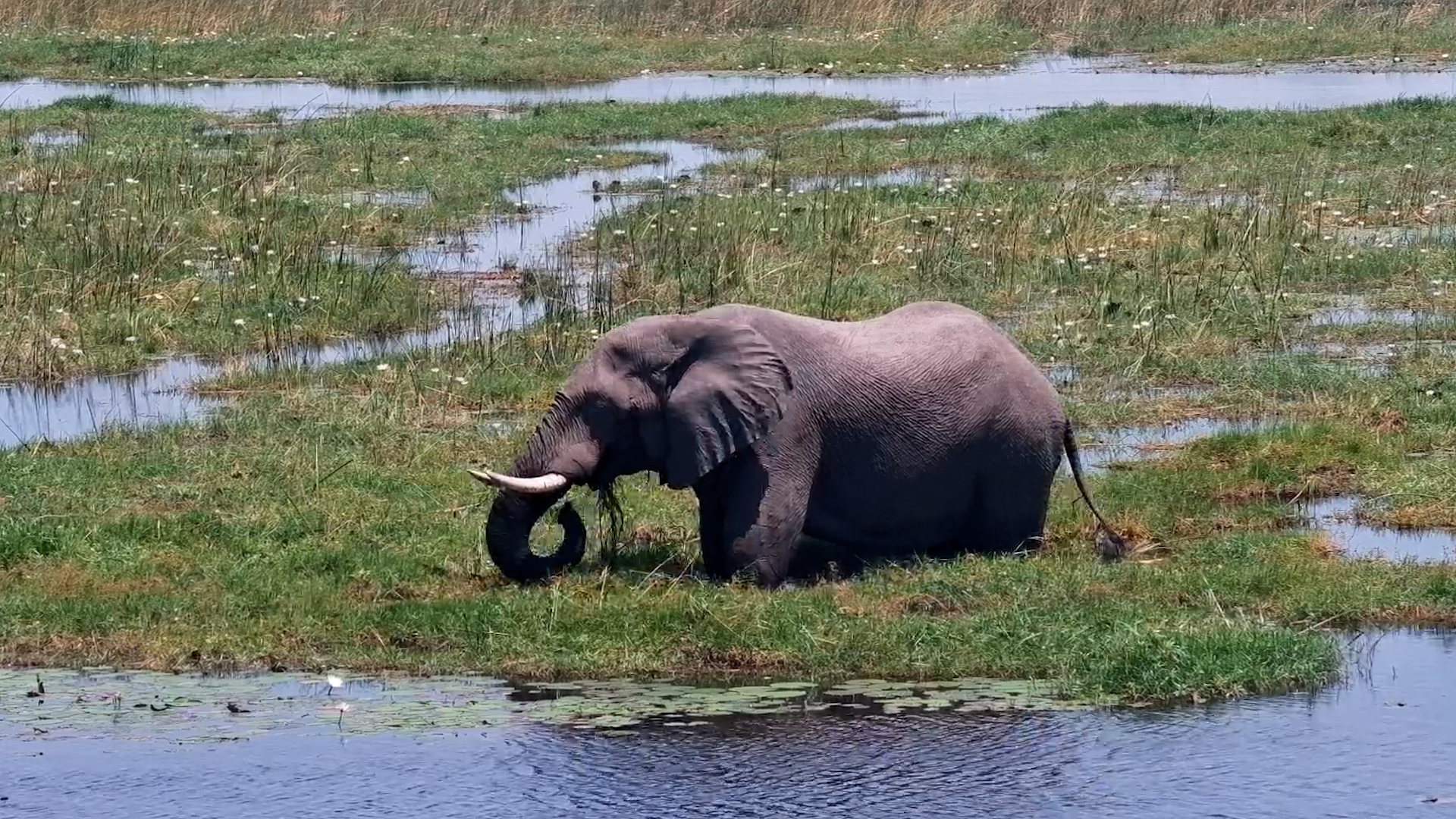 Elephant Feeds Its Way Through the Water