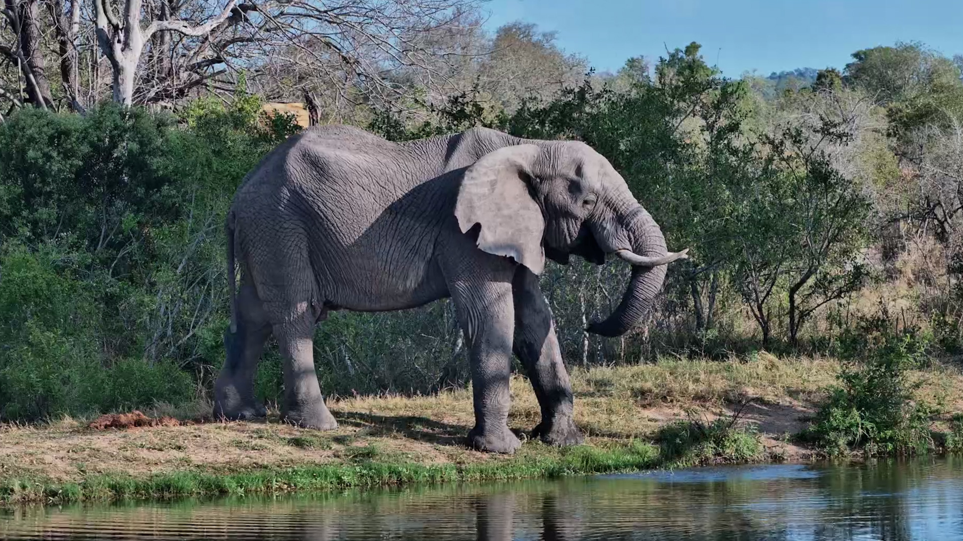 Fresh Leaves and a Drink… Perfect Elephant Lunch