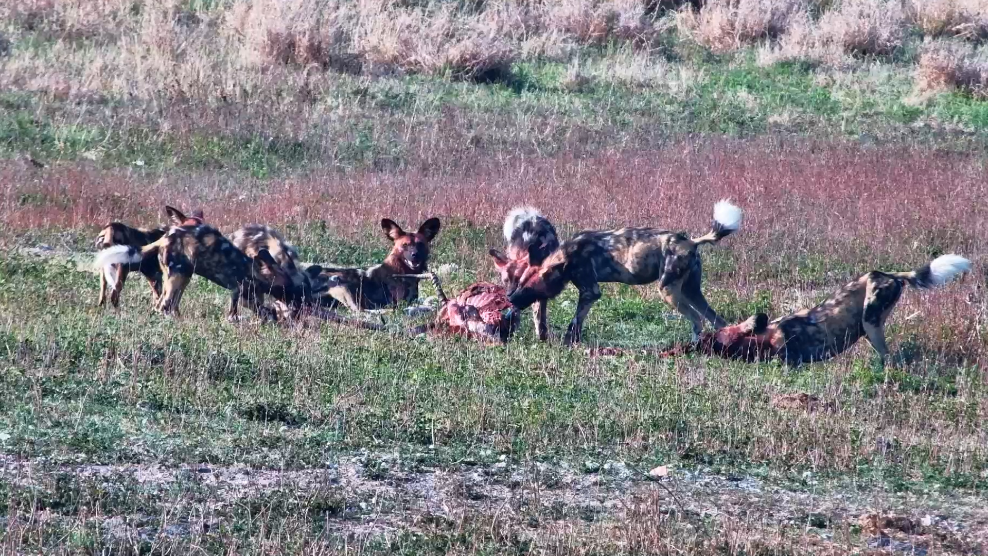 A Wild Dog Pack Wastes No Time at This Carcass