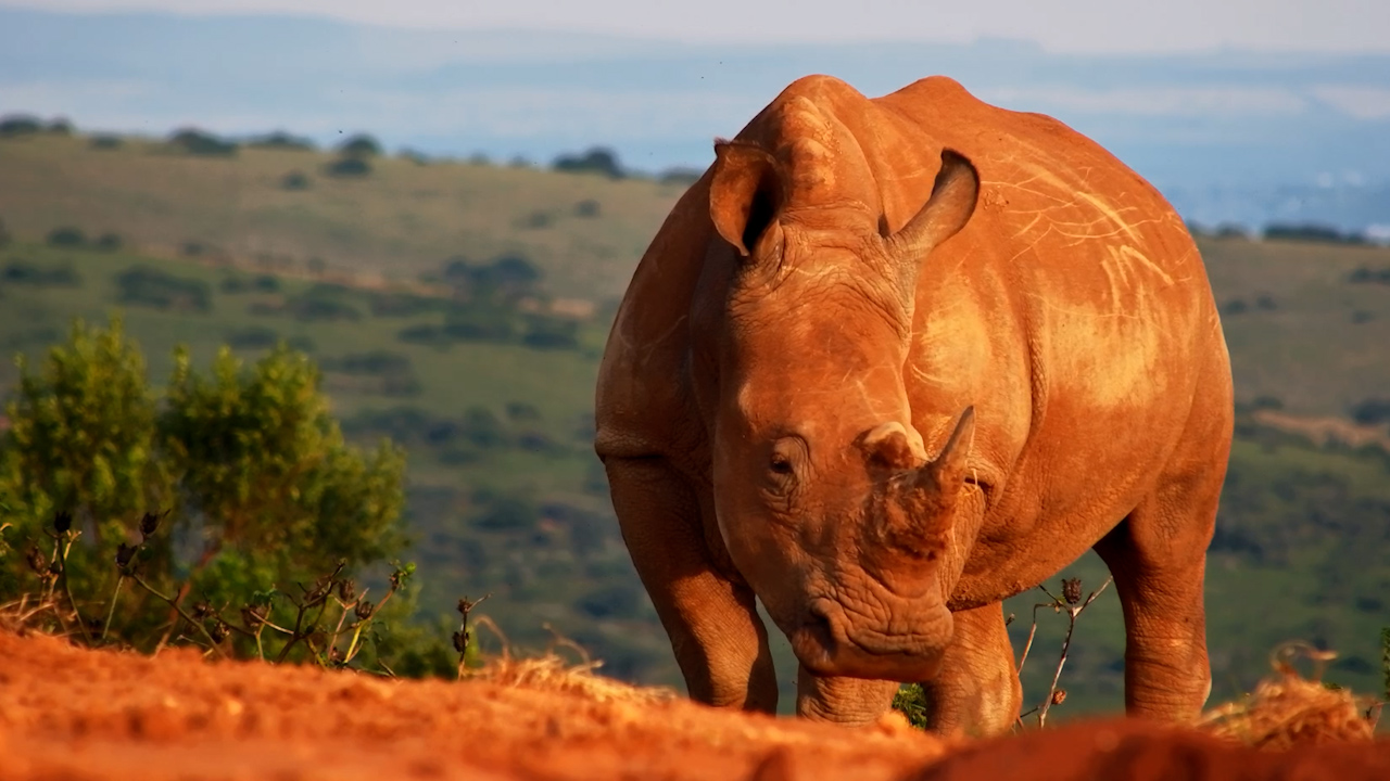 Rhinos Wander In for a Quiet Afternoon Drink
