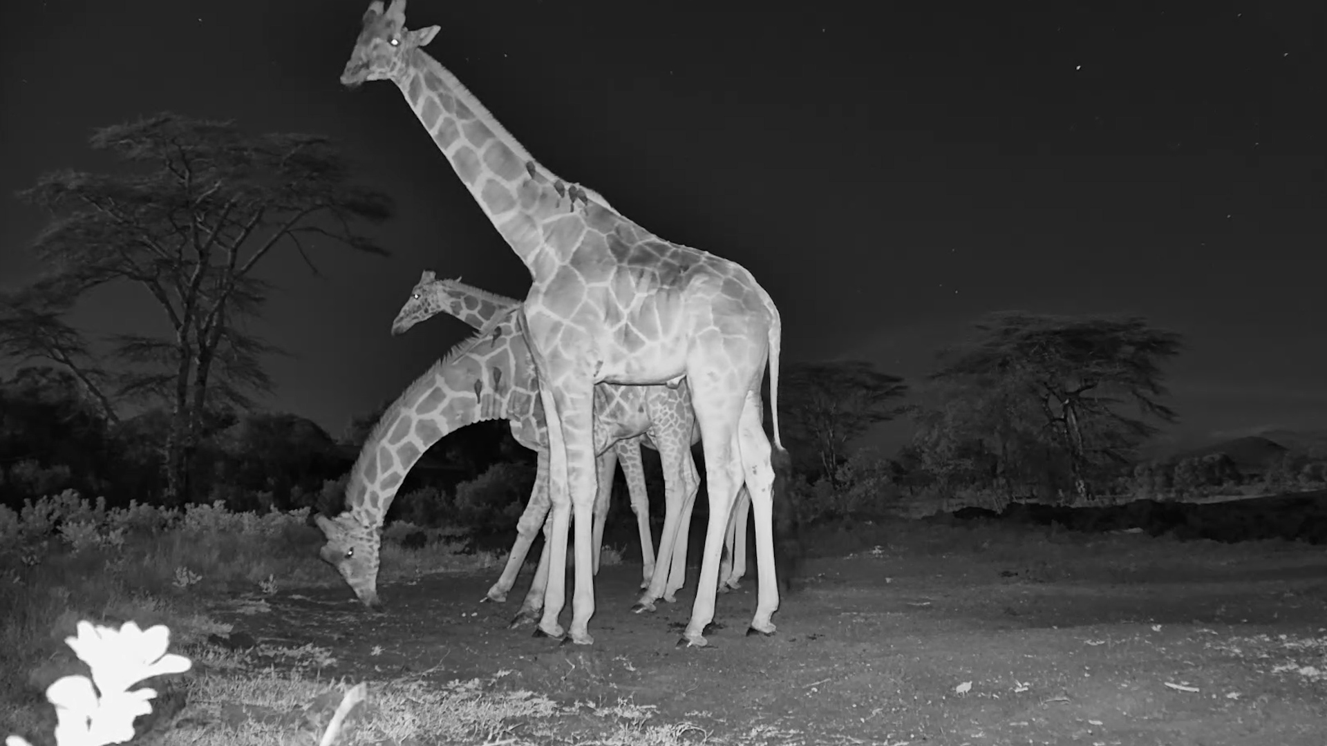 Three Very Tall Visitors Drop In for a Late-Night Snack