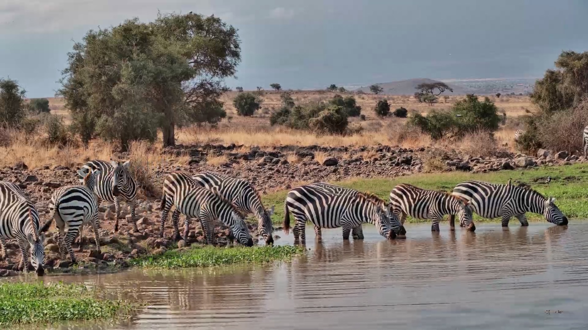 The Waterhole Starts Filling With Zebras