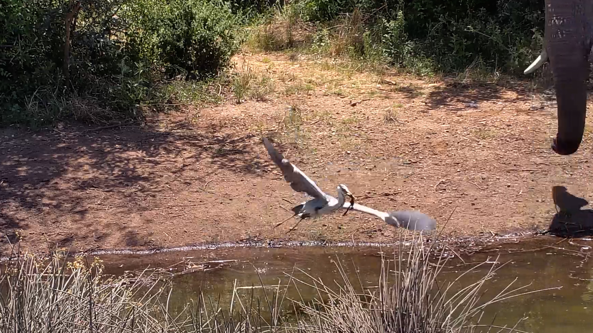A Heron, a Frog and One Very Inconvenient Elephant
