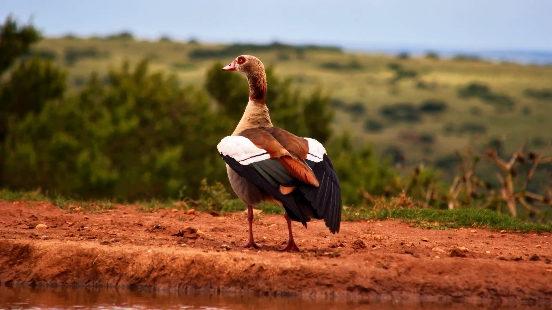 This Egyptian Goose Takes Personal Hygiene Very Seriously