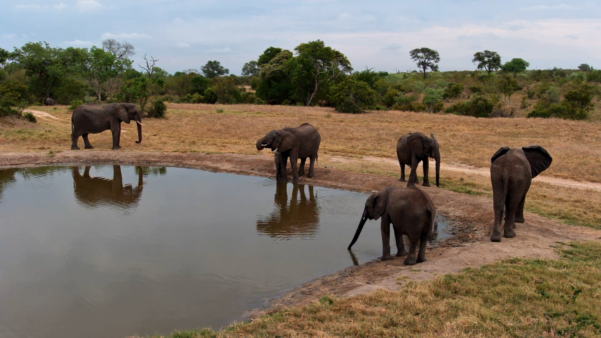 Trunks Down, Thirst Quenched — The Elephants Mean Business