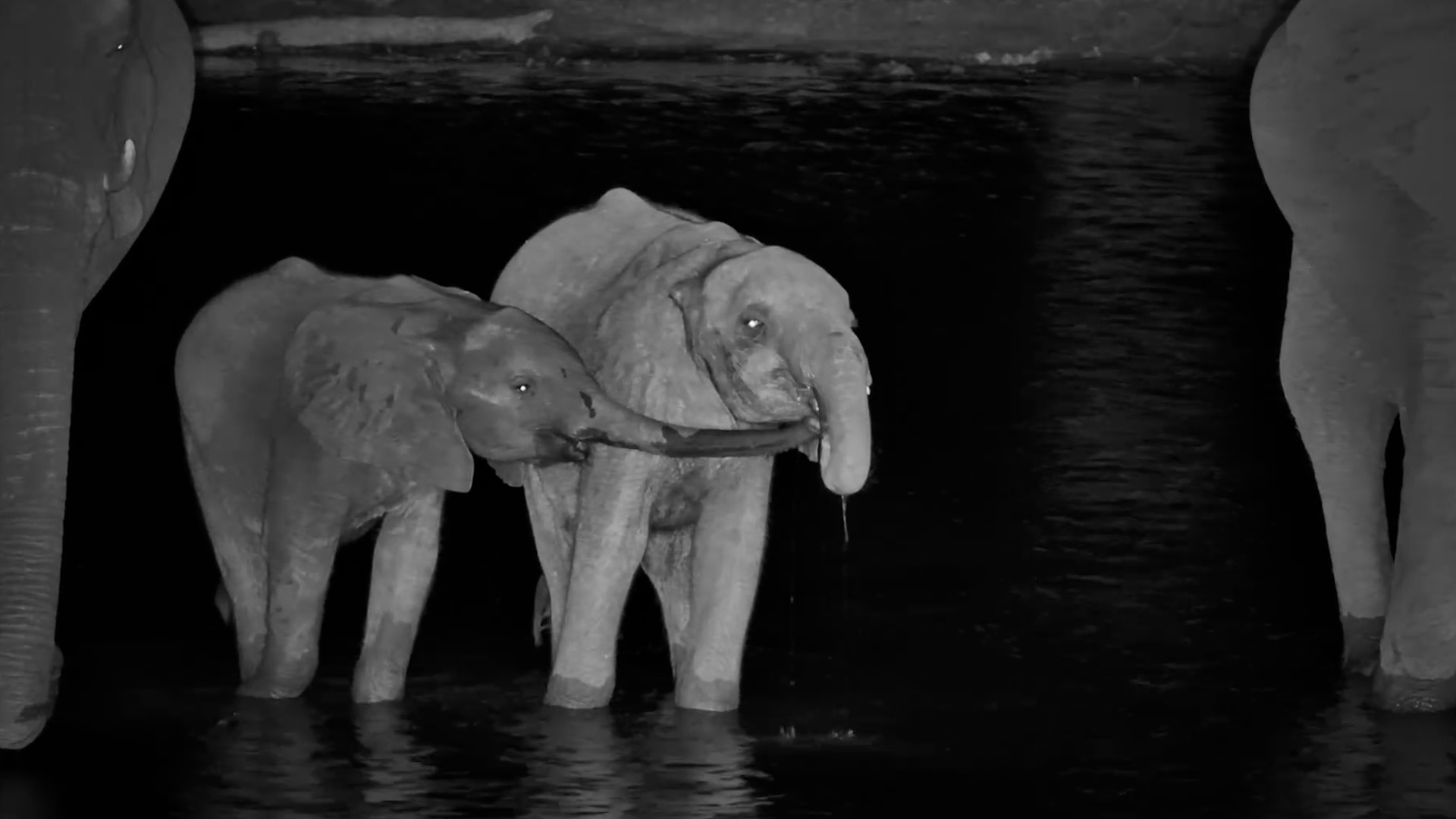 A Quiet Night, a Little Water and Some Very Thirsty Elephants