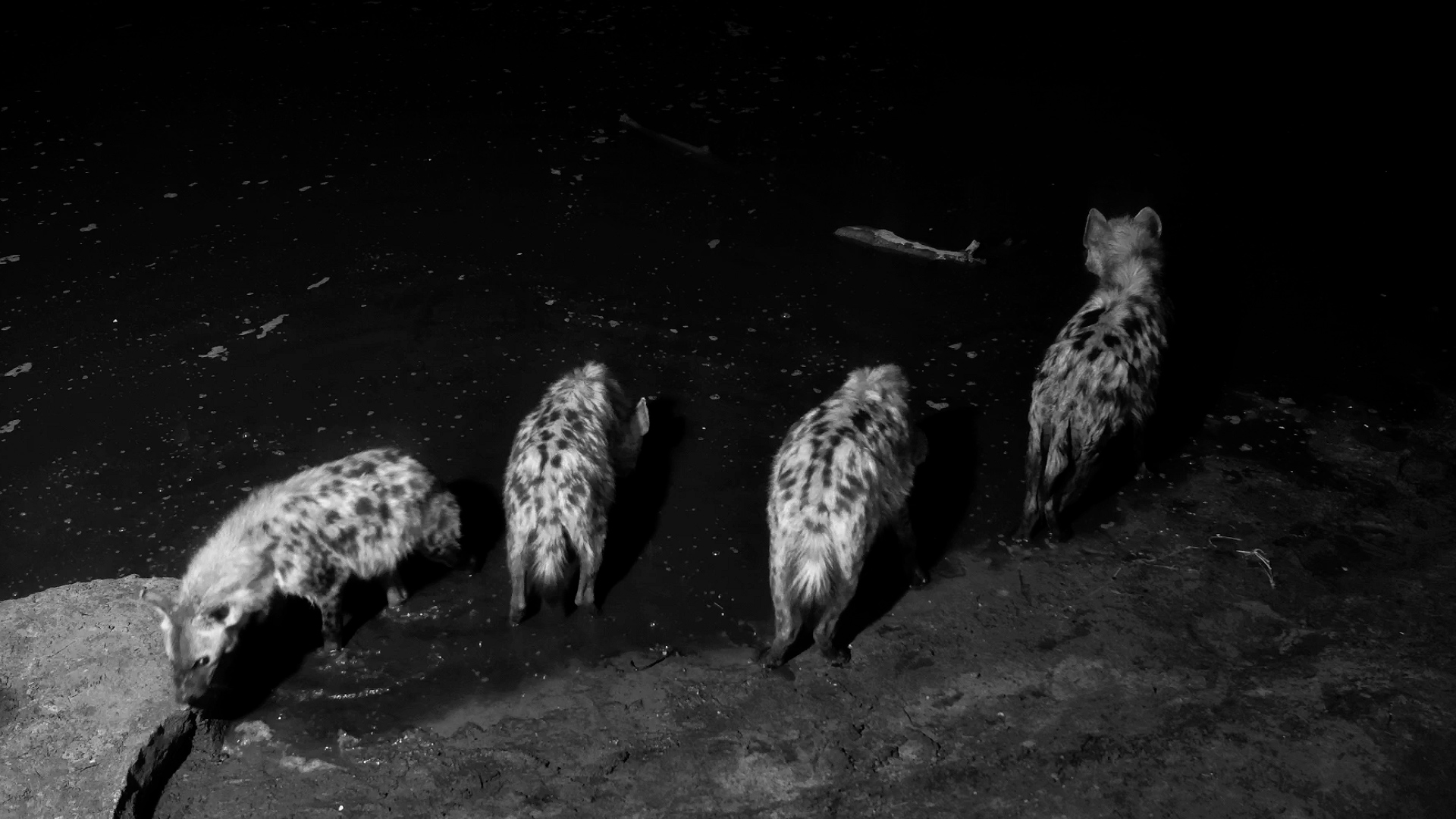 Four Hyenas Turn Up for Drinks After Dark