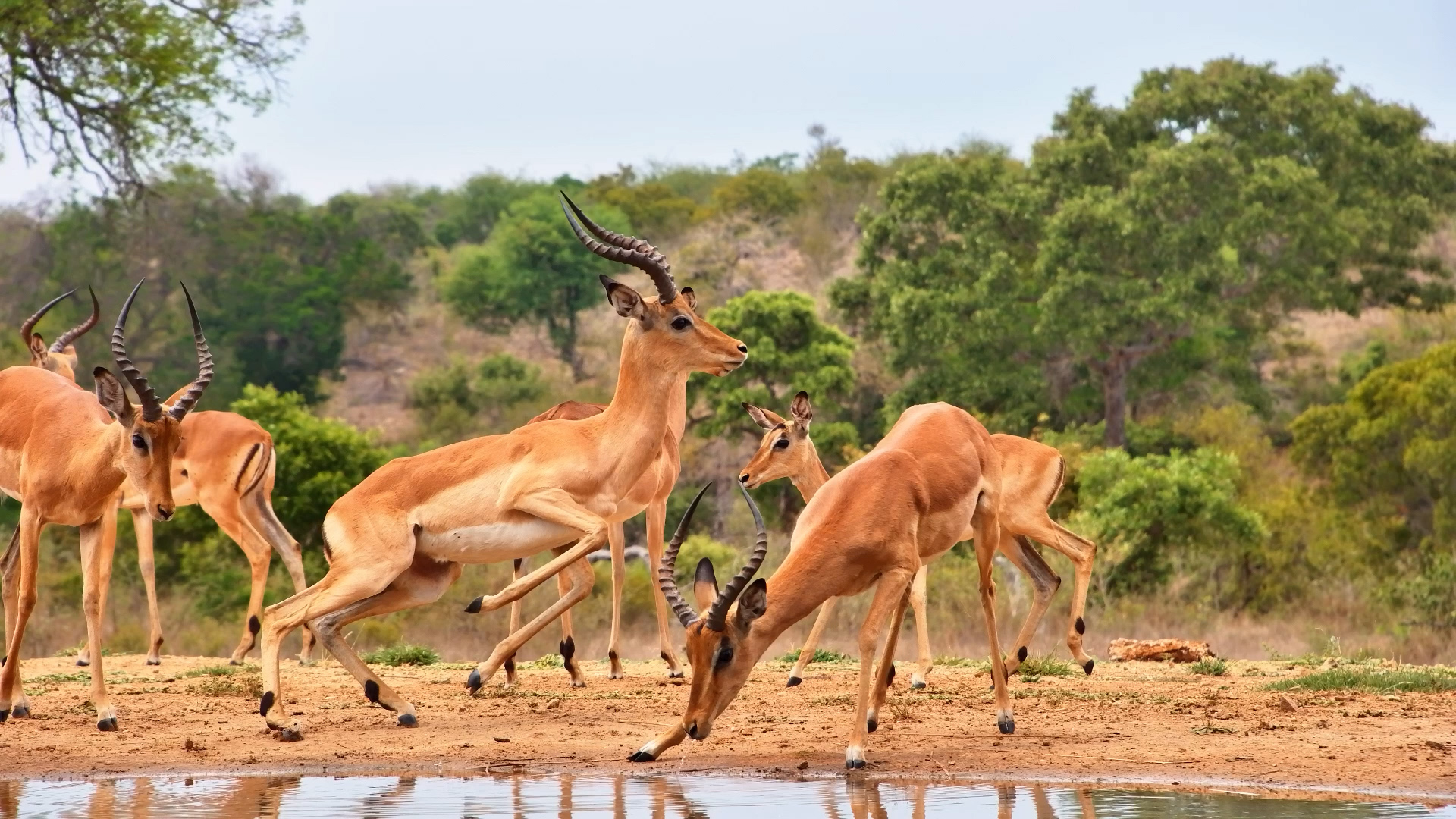 The Young Impala Rams Are Looking Rather Handsome Today