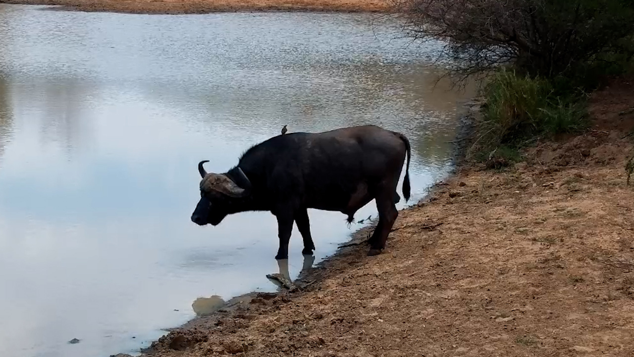 One Buffalo, No Crowd and a Moment of Peace