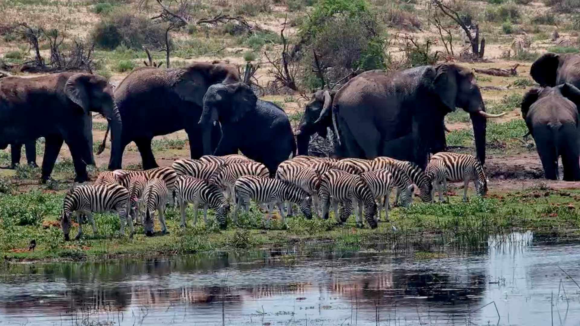 One Zebra, Several Elephants and Absolutely No Awkwardness