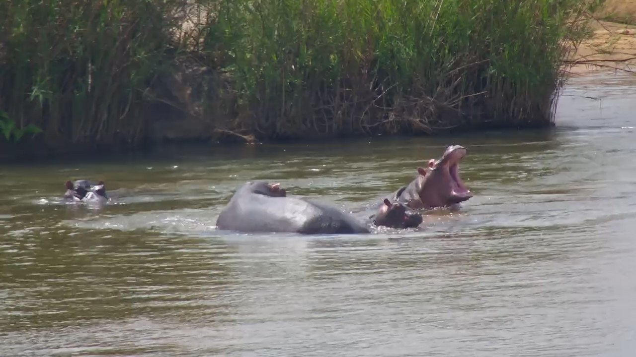 Hippo Pod Enjoys a Peaceful Day in the Sabi River