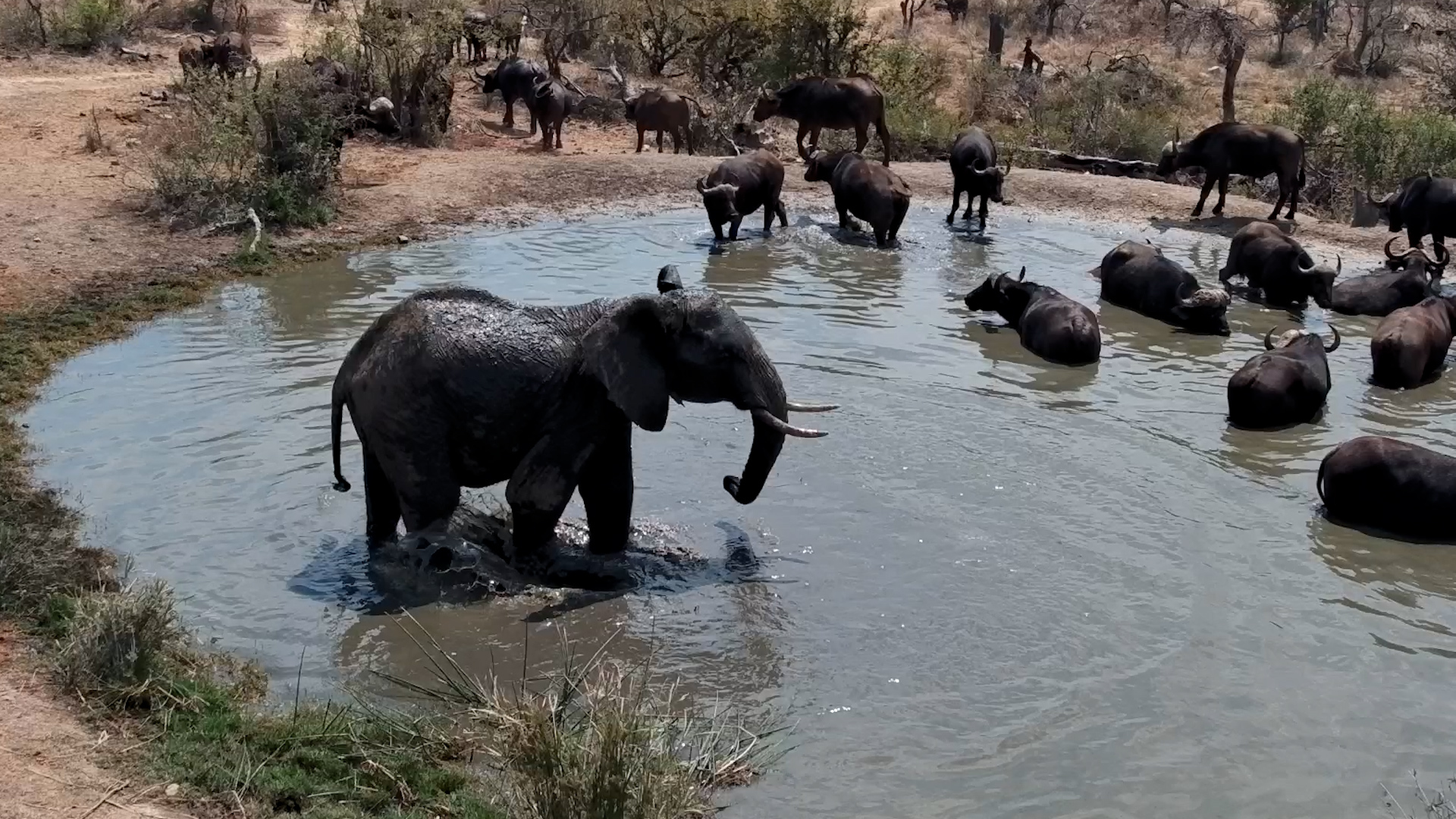 Elephant Tries the Splash-and-Intimidate Technique