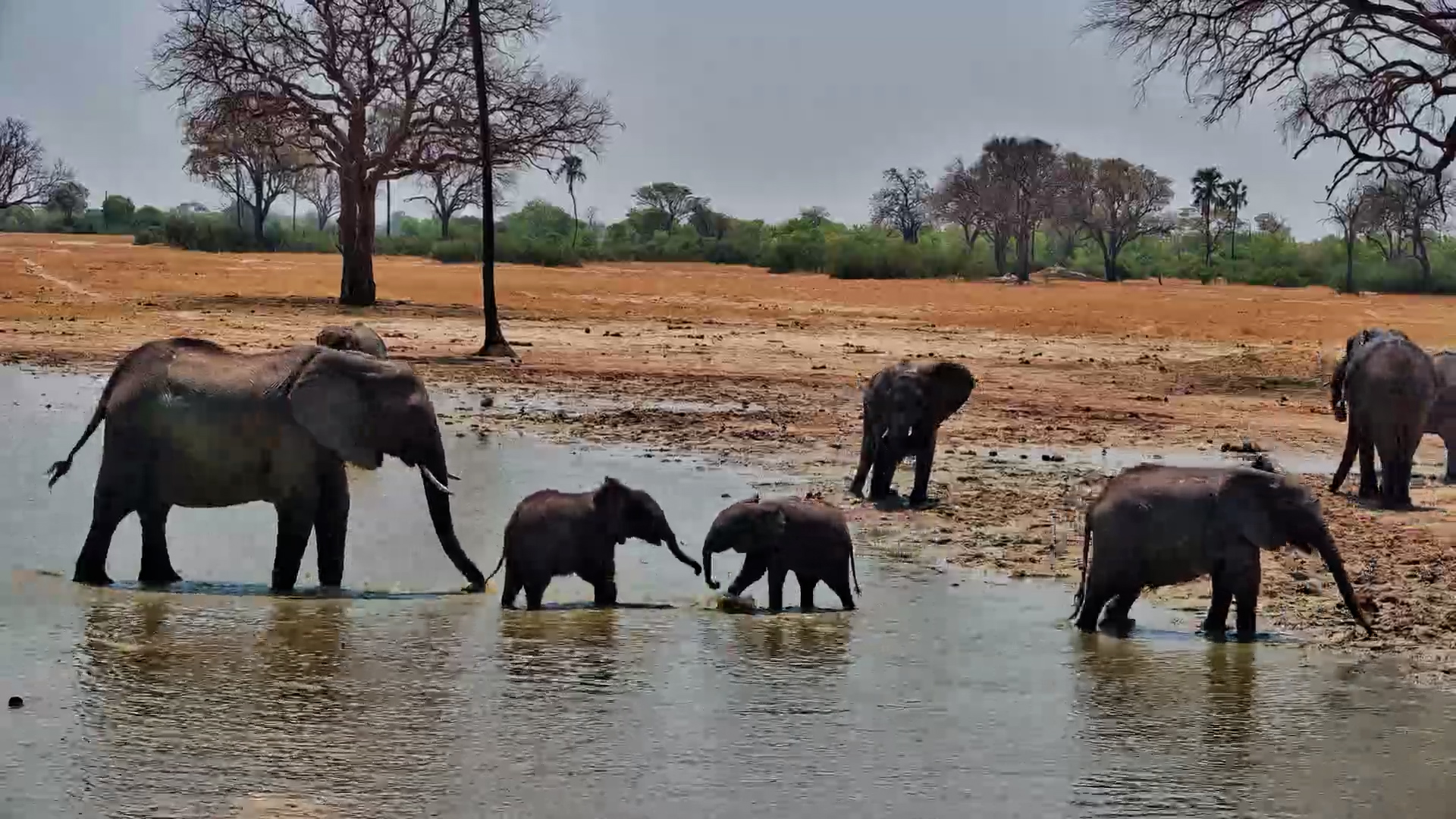 Nobody Loves Water More Than This Little Elephant