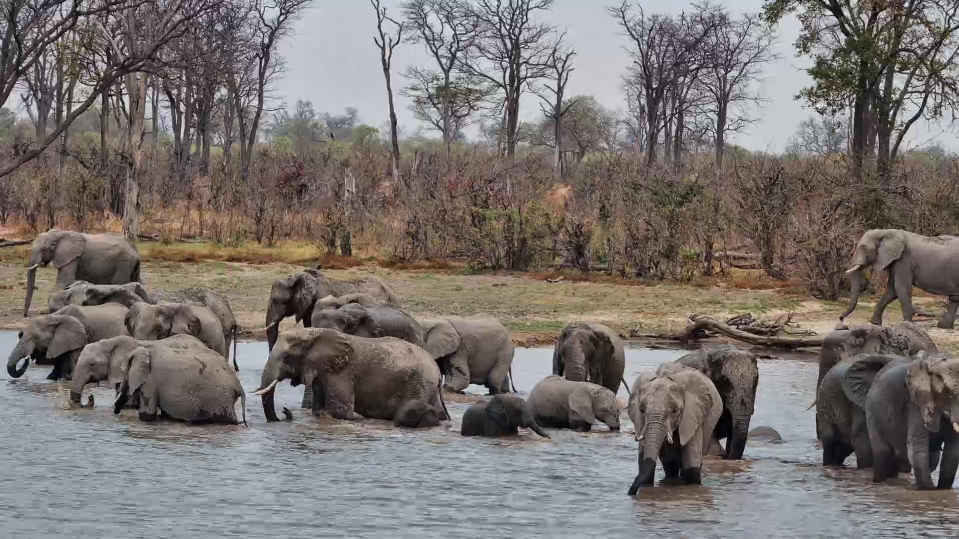 Twin Pan Suddenly Fills With Elephants