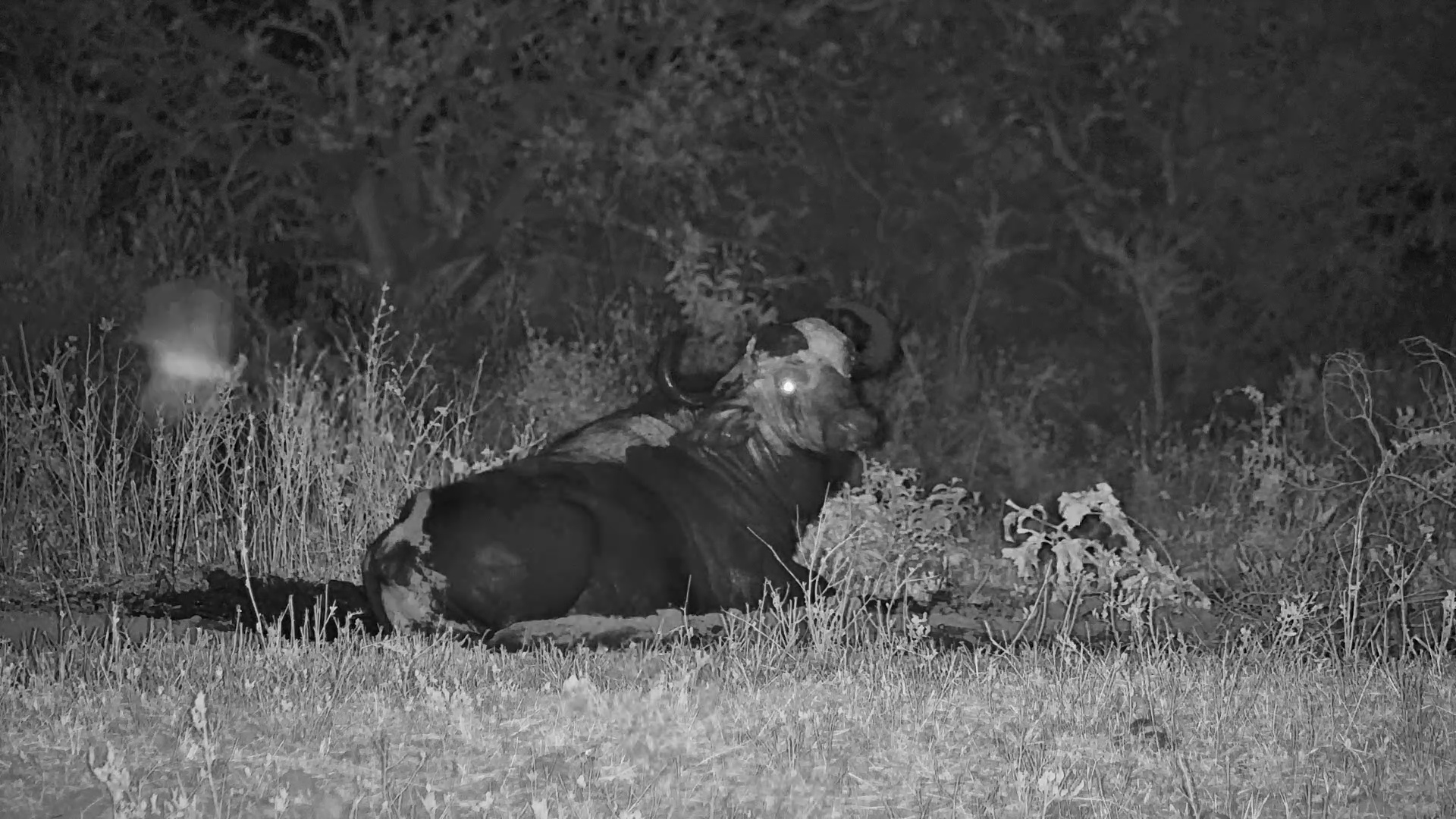Buffalo Finds the Best Spot for a Muddy Roll