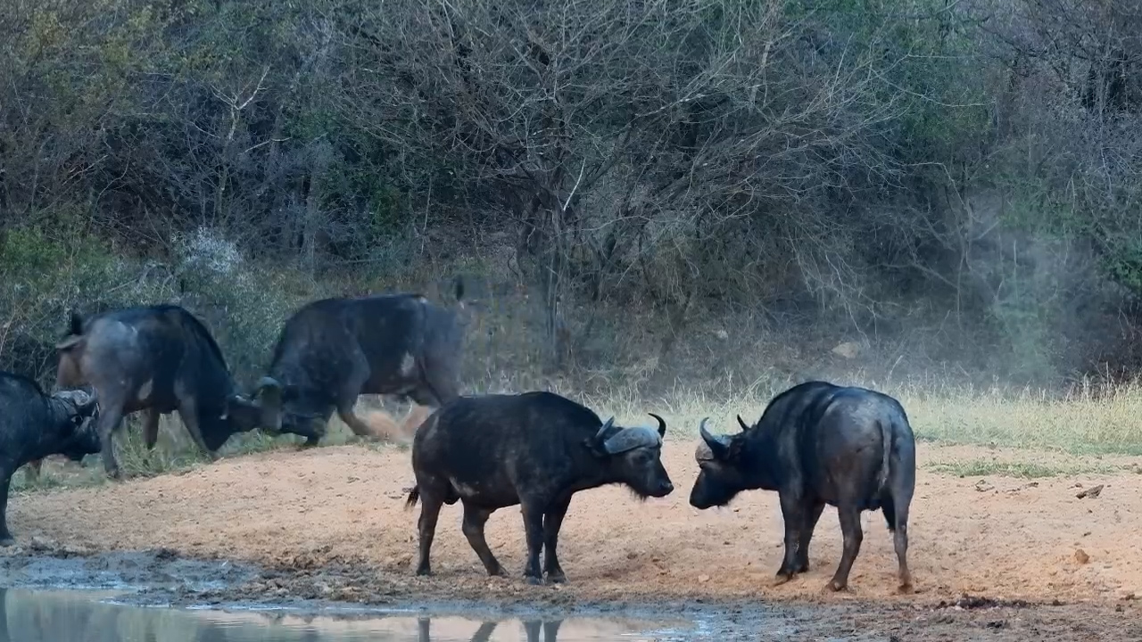 Buffalo Lock Horns Between Drinks at Jabulani