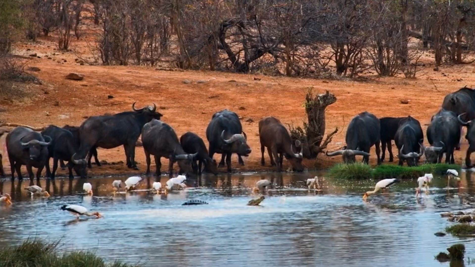 Buffalo, Birds AND a Crocodile… Everyone’s Here!