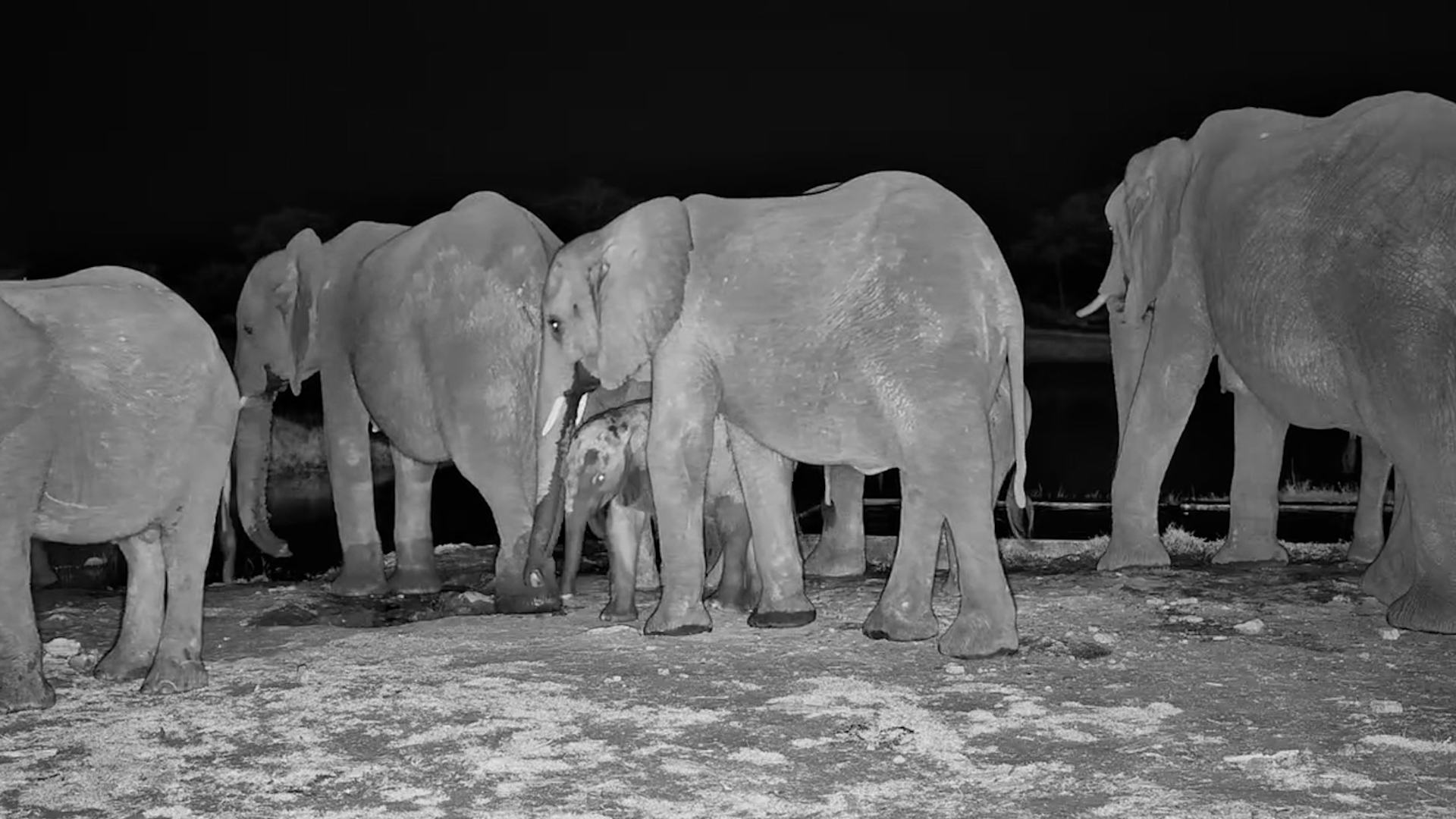 Elephant Herd Arrives for Fresh Water After Dark