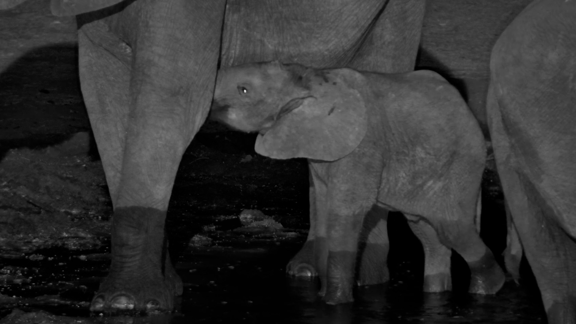 Baby Elephant Has Its Own Drinks Menu