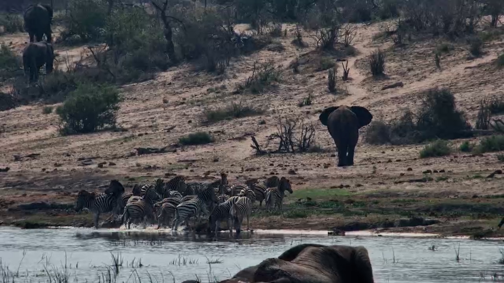 Zebras Get Skittish… Then an Elephant Sends Them RUNNING