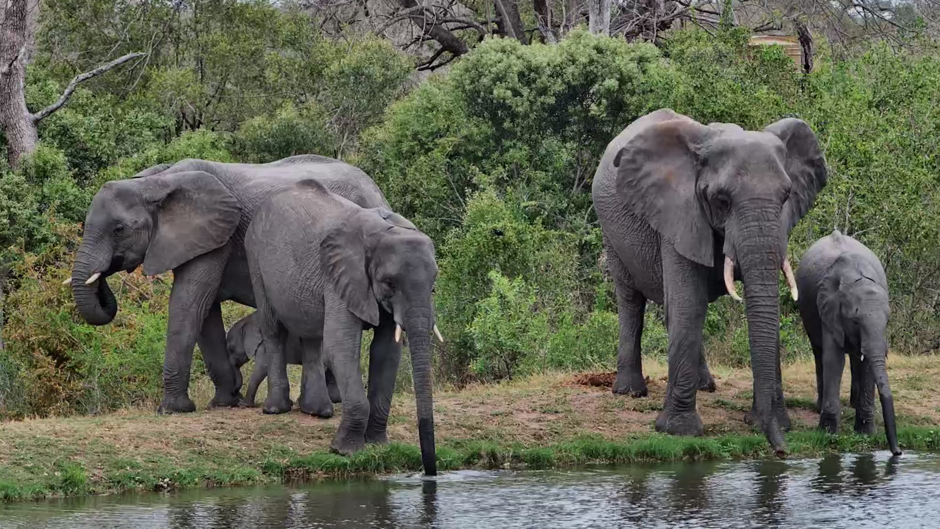 Thirsty Herd Arrives for a Refreshing Drink