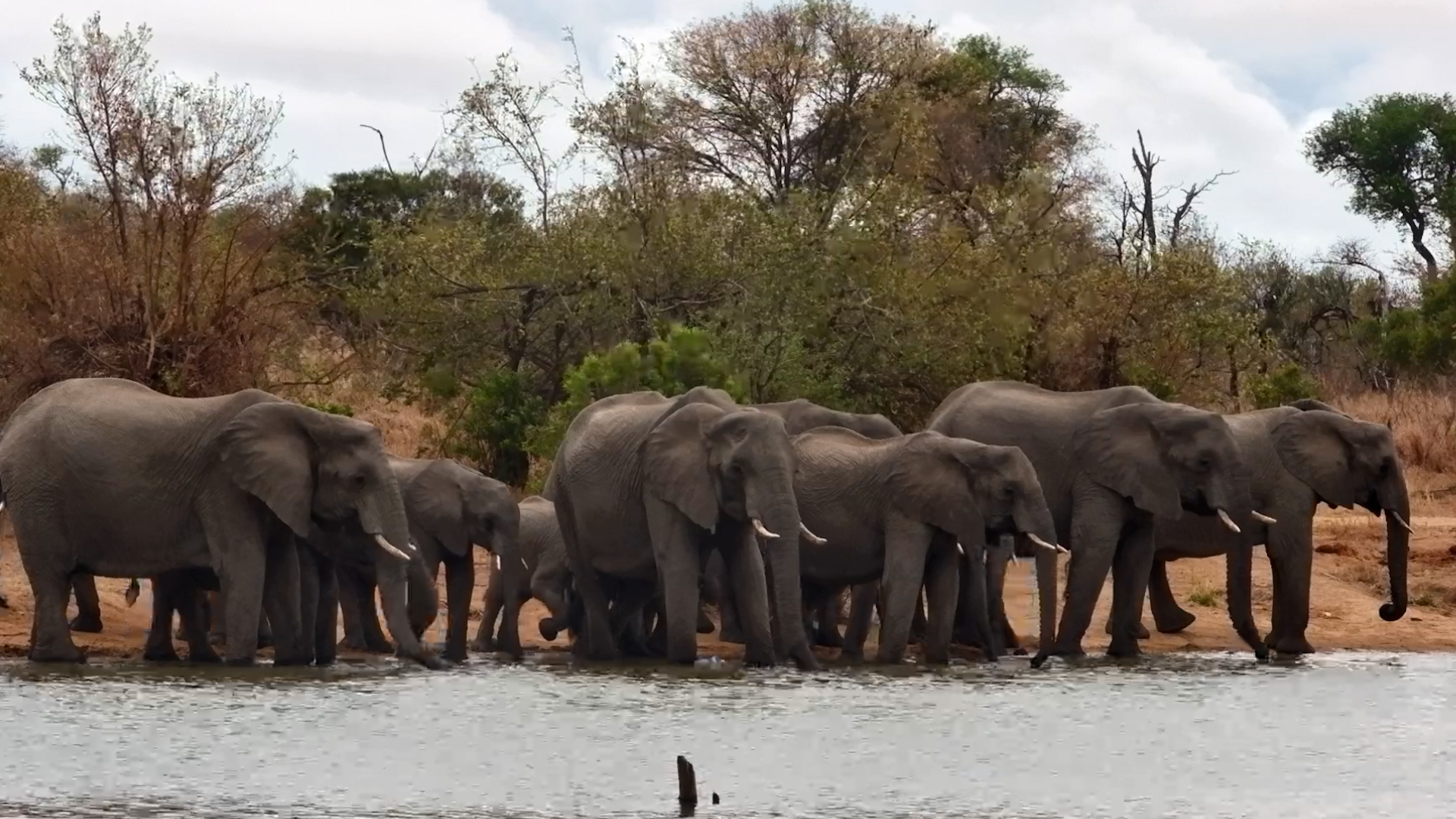 A Whole Herd Lines Up at Simbavati Waterside