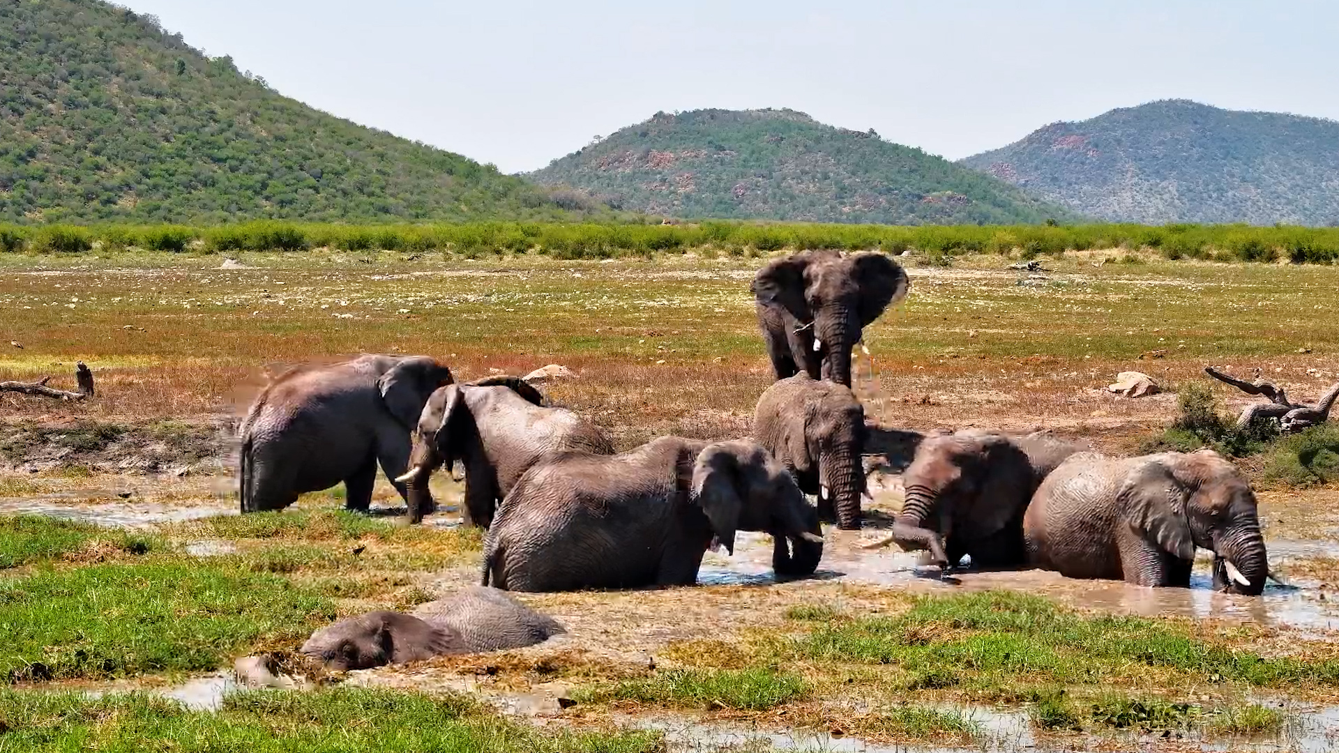 Welcome to the Muddiest Elephant Party at Tau