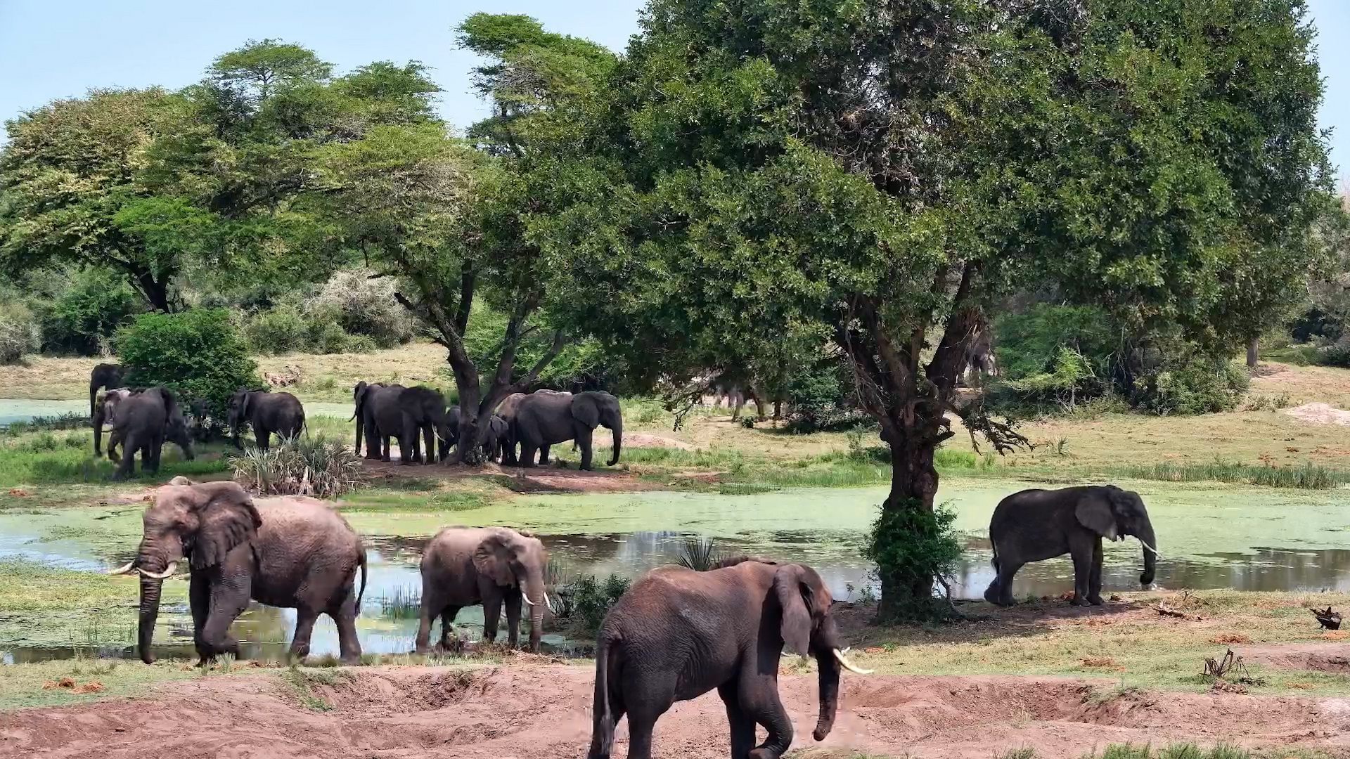 Elephants Have Completely Taken Over Tembe