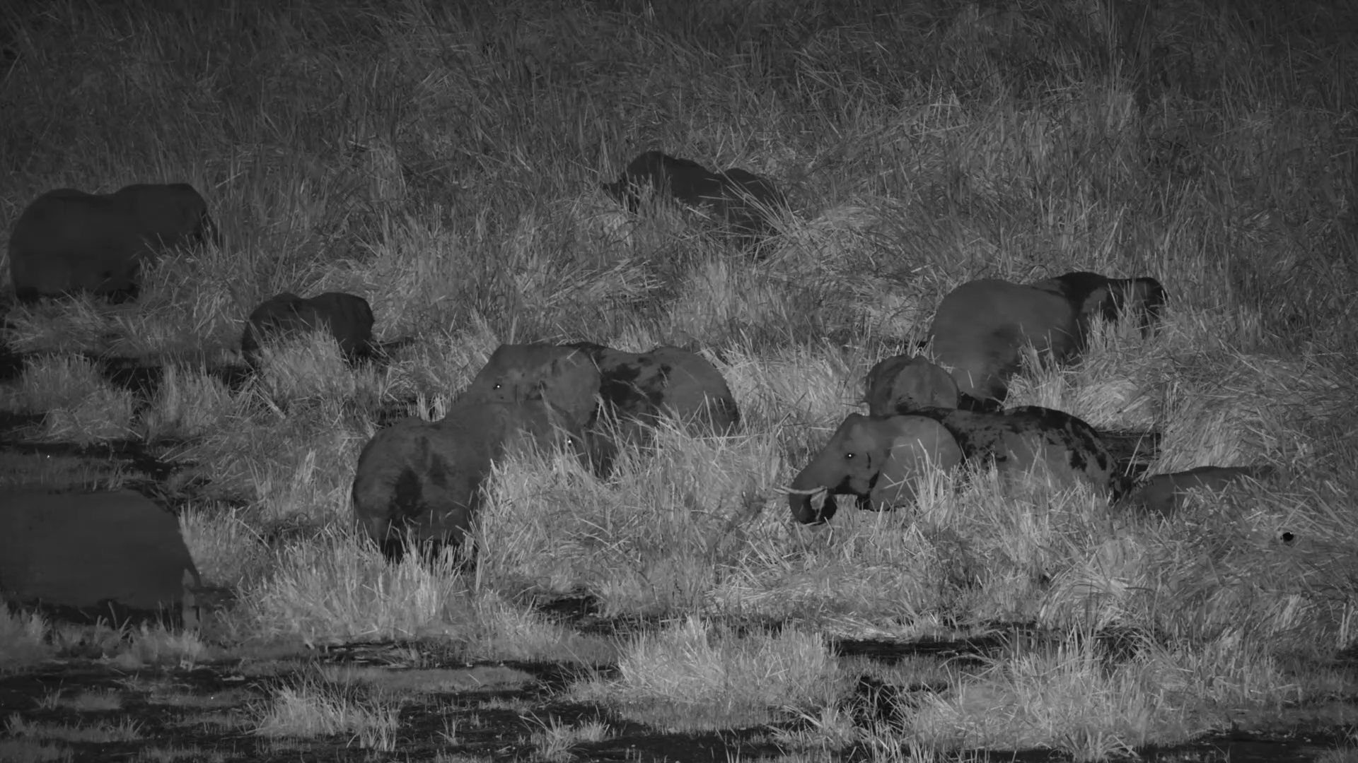 A Quiet Night of Feeding for These Elephants