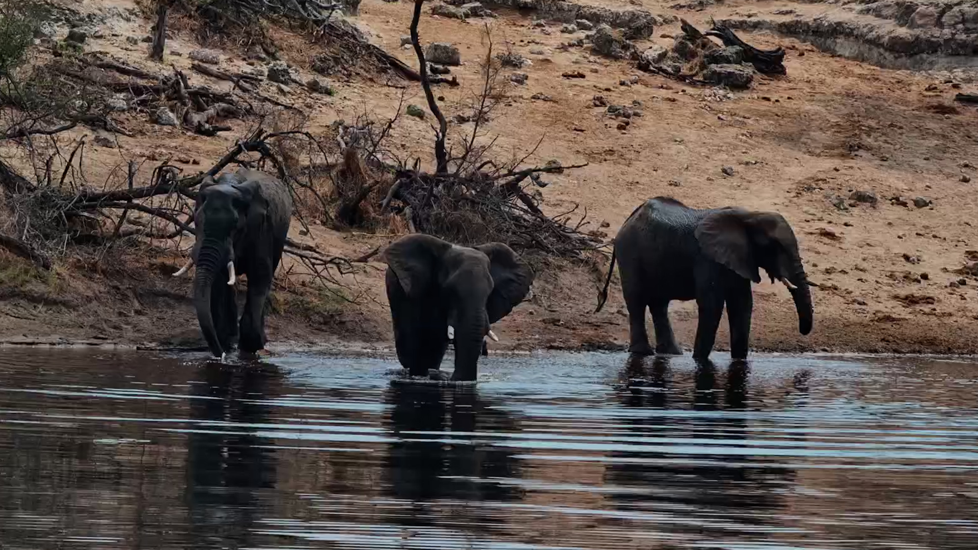 The Water Turns Into an Elephant Playground