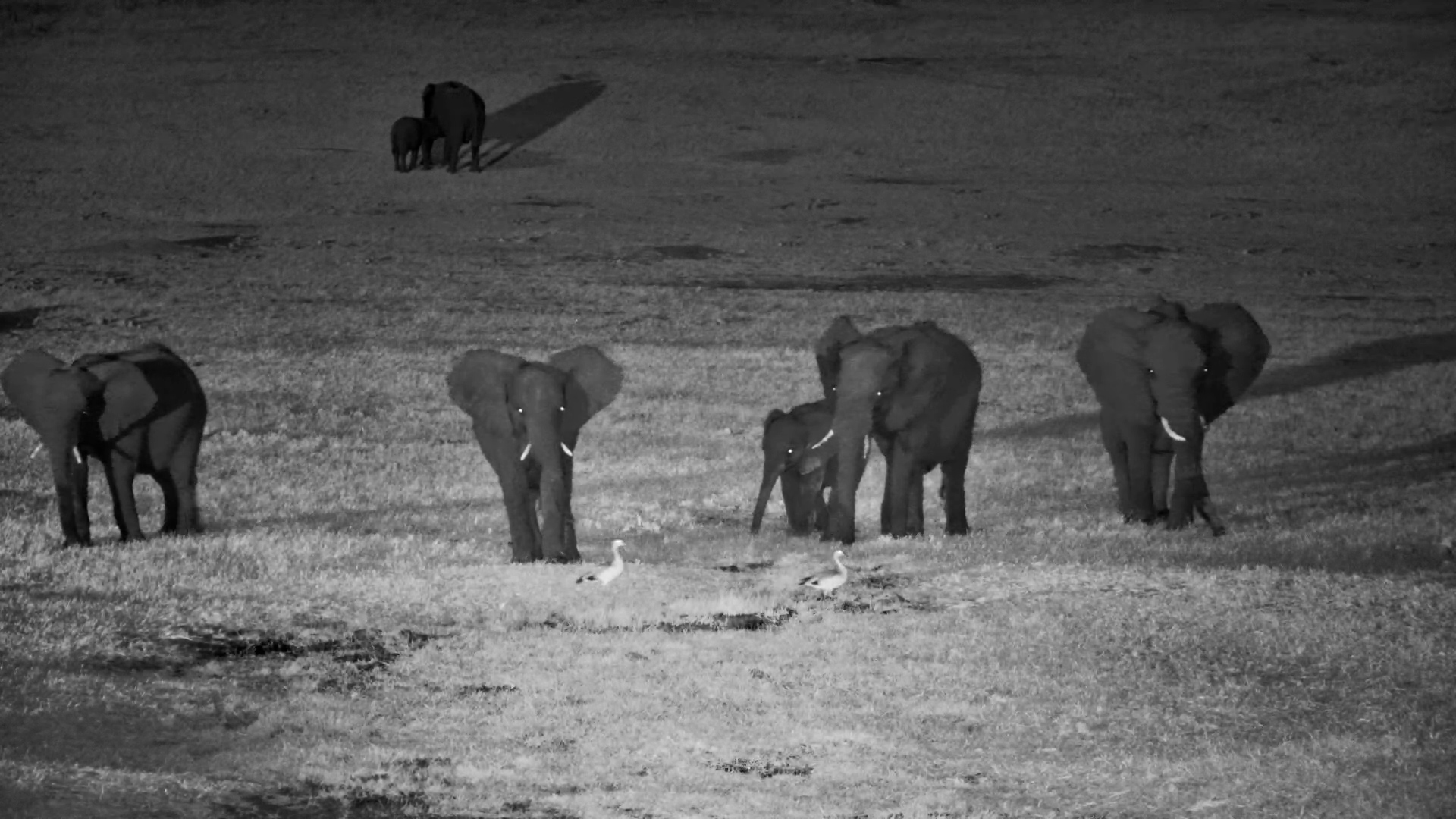 Elephants Are Not Sure About the Birds in Their Way