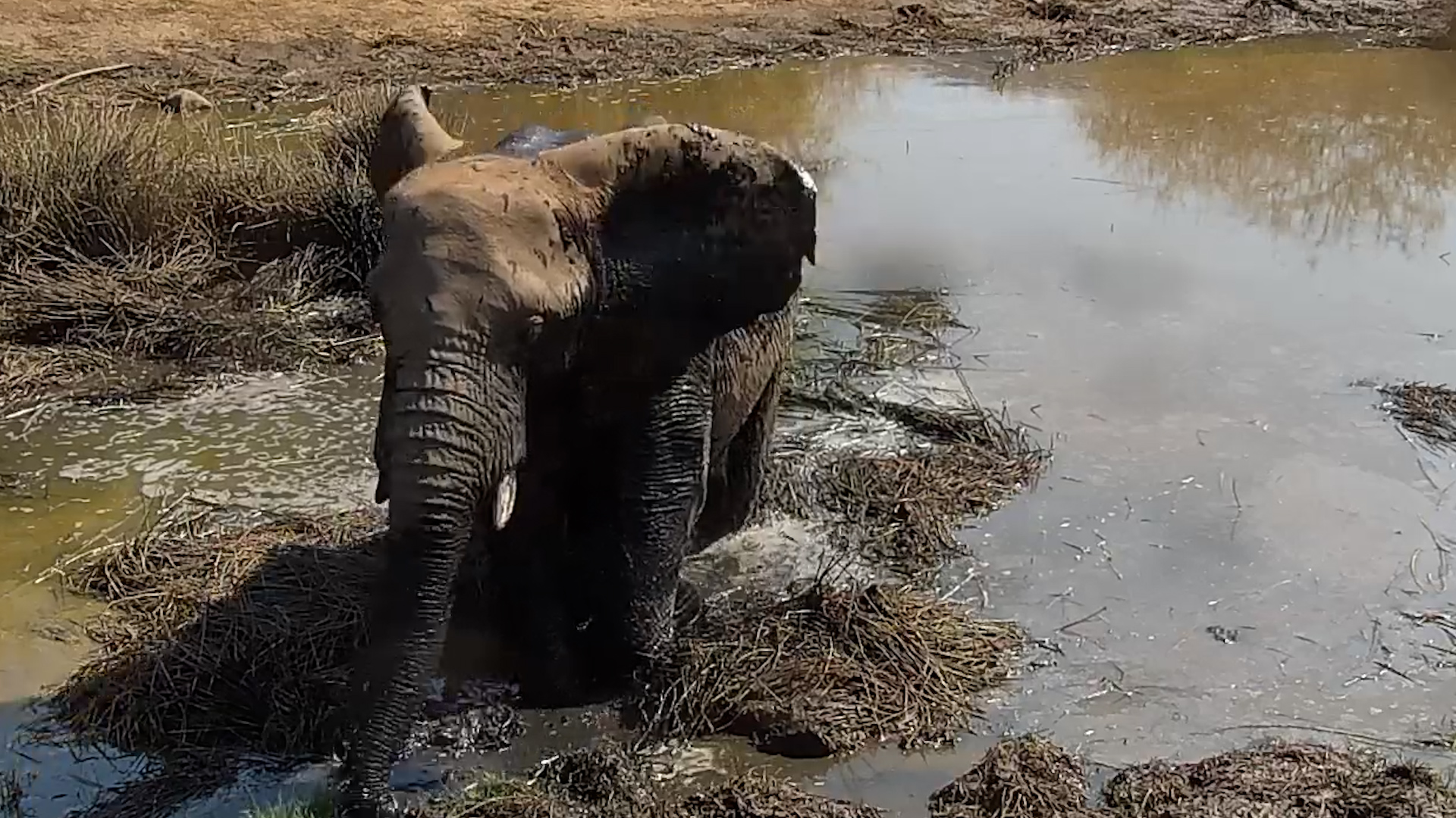 These Elephants Came to Make a SPLASH