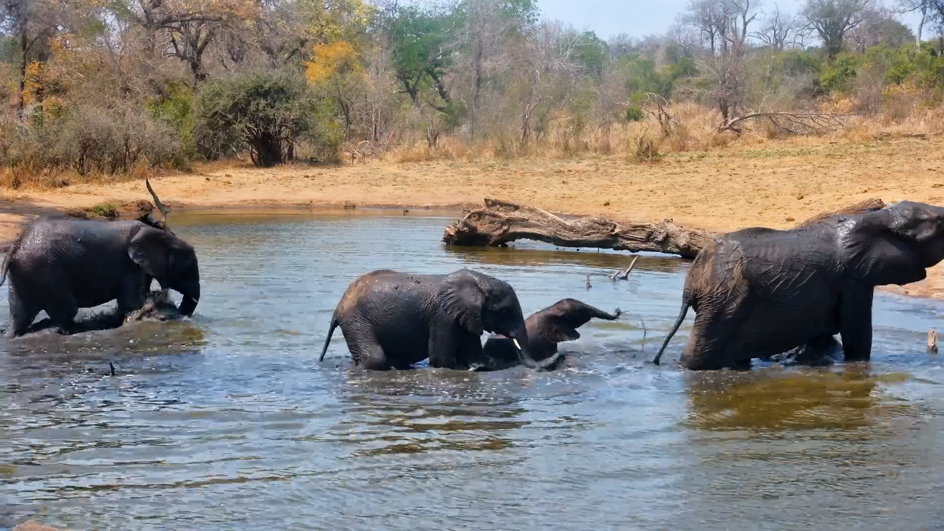 Serondella Turns Into an Elephant Splash Zone