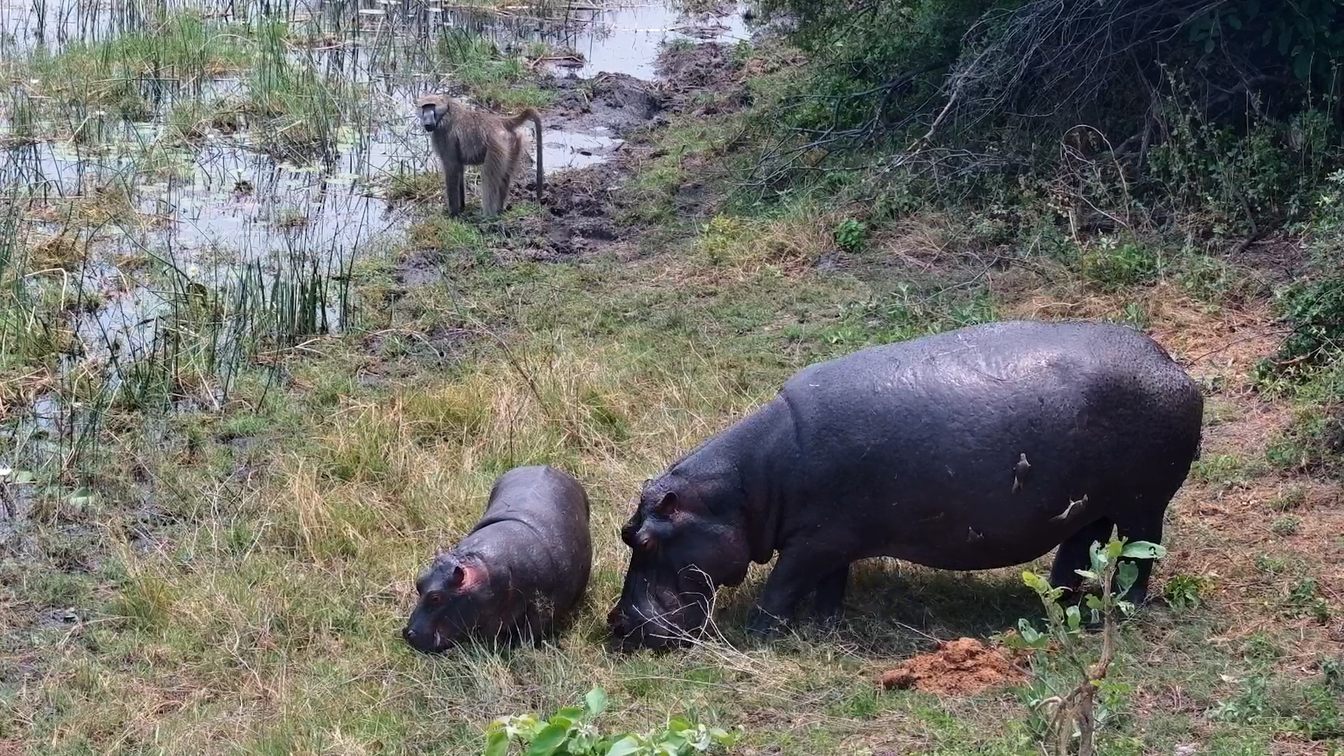 Hippos Graze While a Baboon Forages Right Beside Them