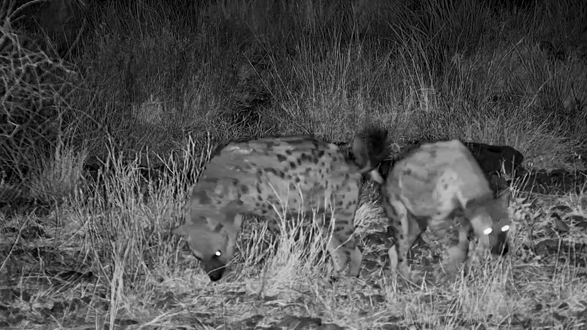 The Hyena Investigation Is Officially Underway